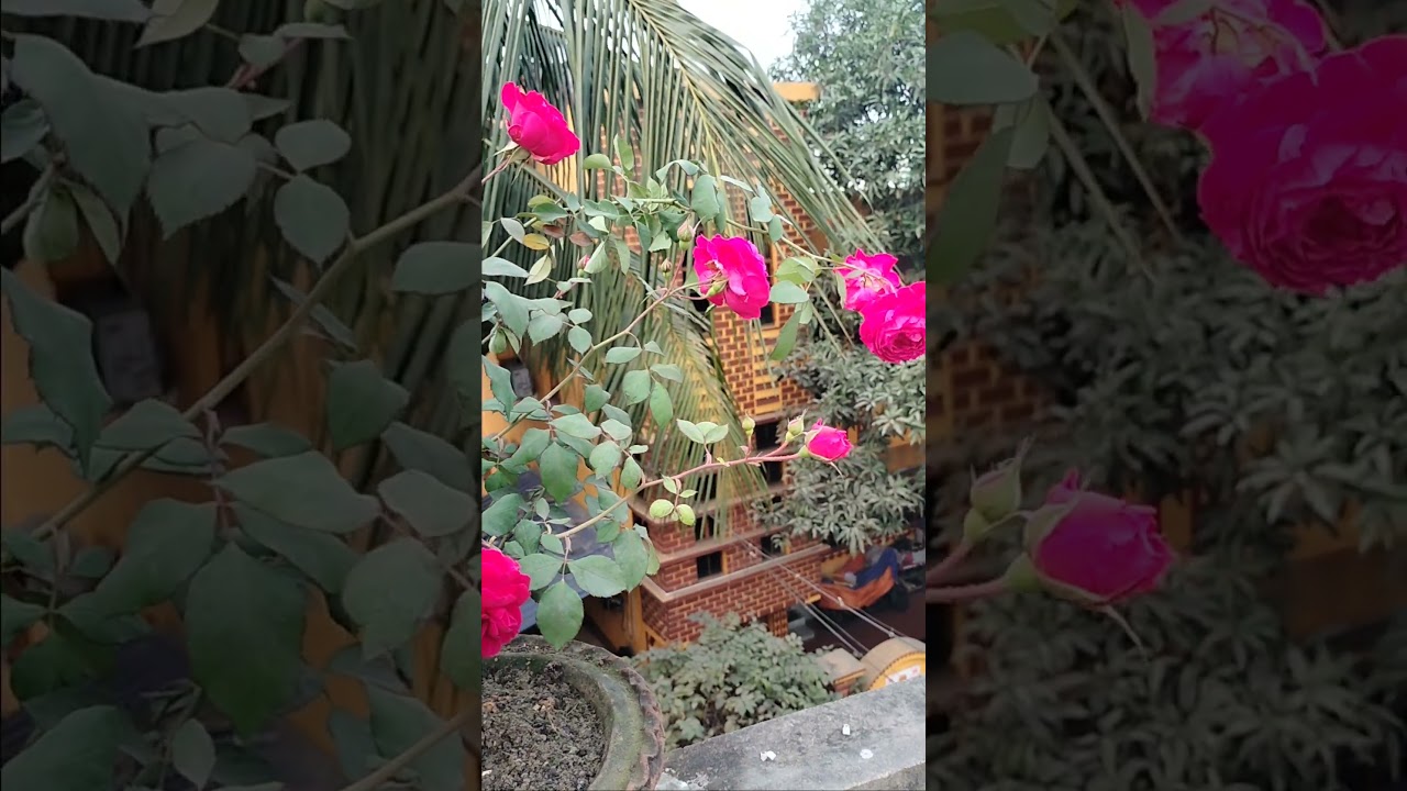 fulo ki kunj honi chahiye 💫💚 