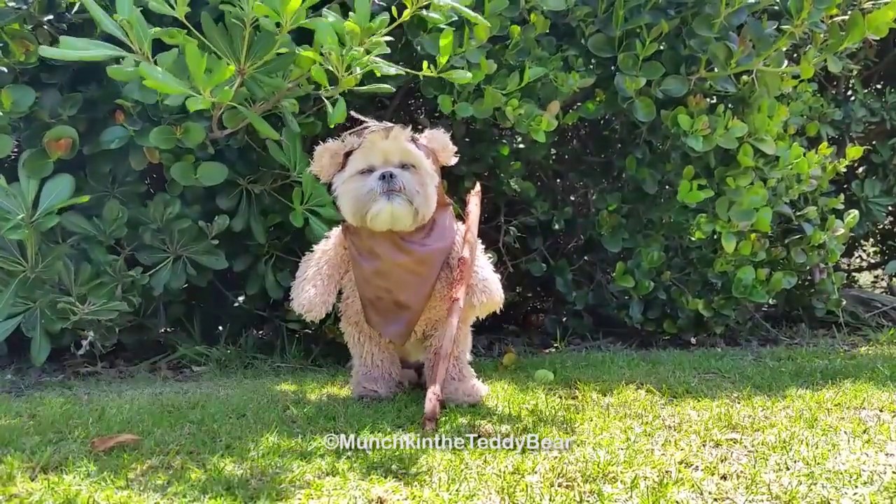 Munchkin The Teddy Bear Ewok Youtube