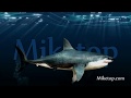 Miketop  sharkwater