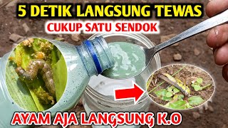 Saya terkejut 5 Detik langsung K.O Inilah Ramuan pestisida super ampuh