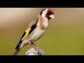 Wild european goldfinch song carduelis carduelis   