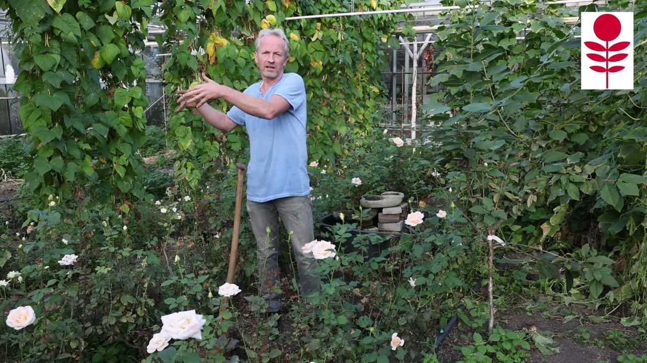 Waarom gaan er zoveel bomen dood? | Volg je Hart #84