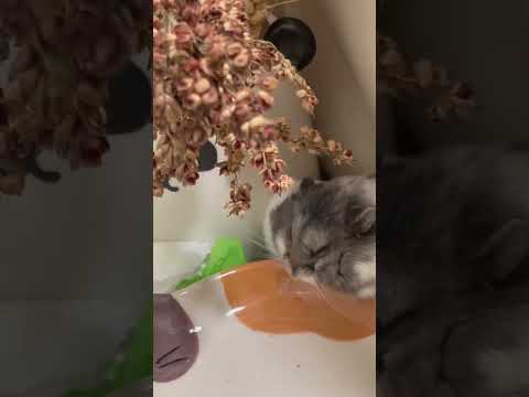 🌾🐹😌💛🧡ꕤ˖⸝⸝₊˚