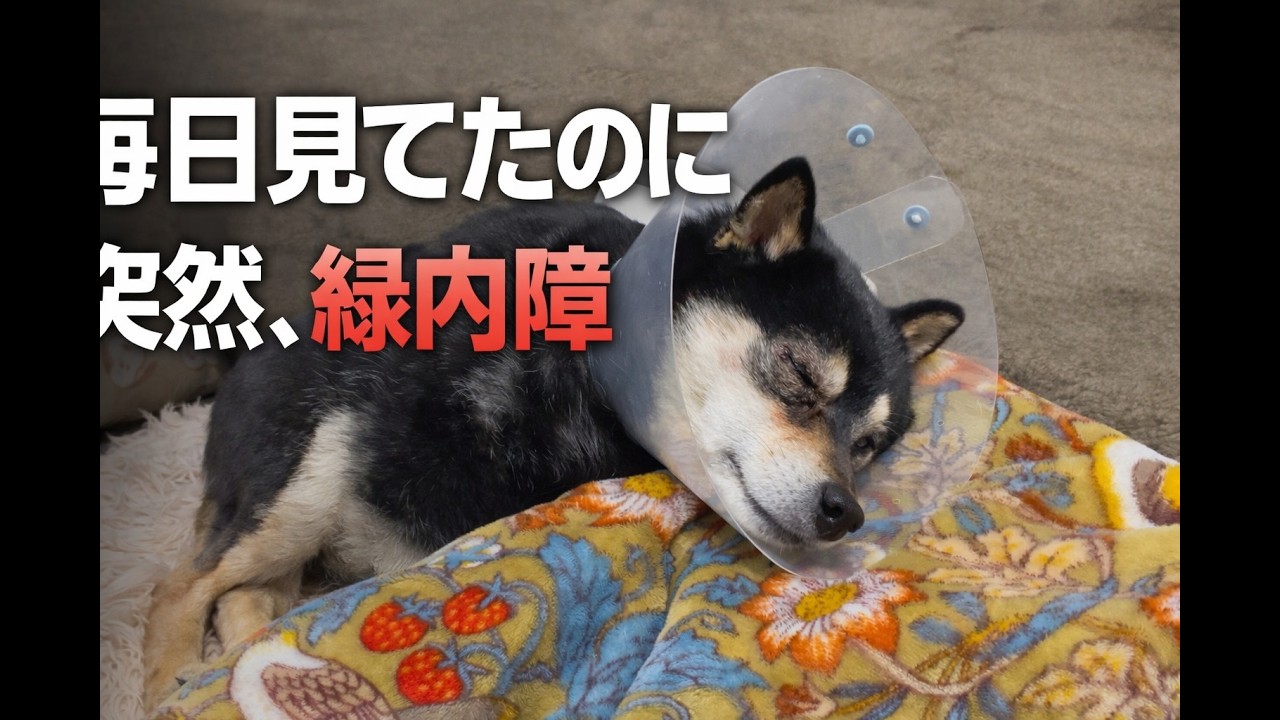 匂いを嗅がないとトイレができないユキのために、エリザベスカラーを加工しました。