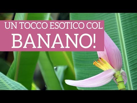 Video: Piantare in vecchi alberi di banana: verdure che crescono in tronchi di banana