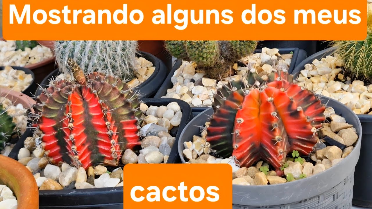 Mostrando alguns dos meus cactos
