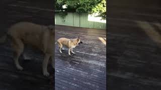 German Shepherds (Rex and Rio)  playing chase