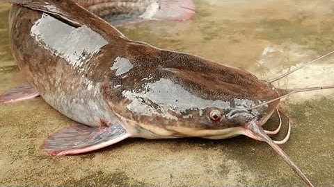 Câu được con cá trê khó tính nhất