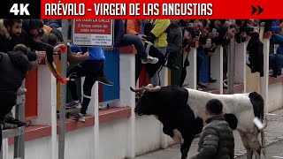 4K ▪ ARÉVALO ▪ Virgen de las Angustias ▶ Ganaderías Núñez del Cuvillo y Barcial