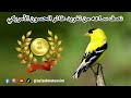 نصف ساعة من تغريد طائر الحسون الأمريكي