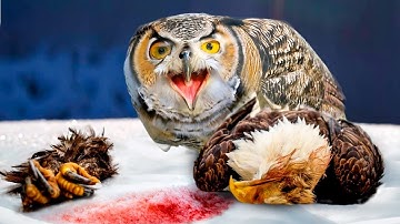 This is Why Great Horned Owls Hate Bald Eagles and Crows!