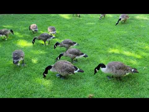Canada Geese and a Raven(?) in Paris