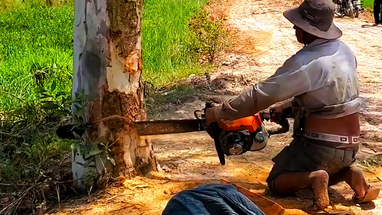 Amazing Skill Tree Felling Down Videos! Cut Down Many Trees Near The ...
