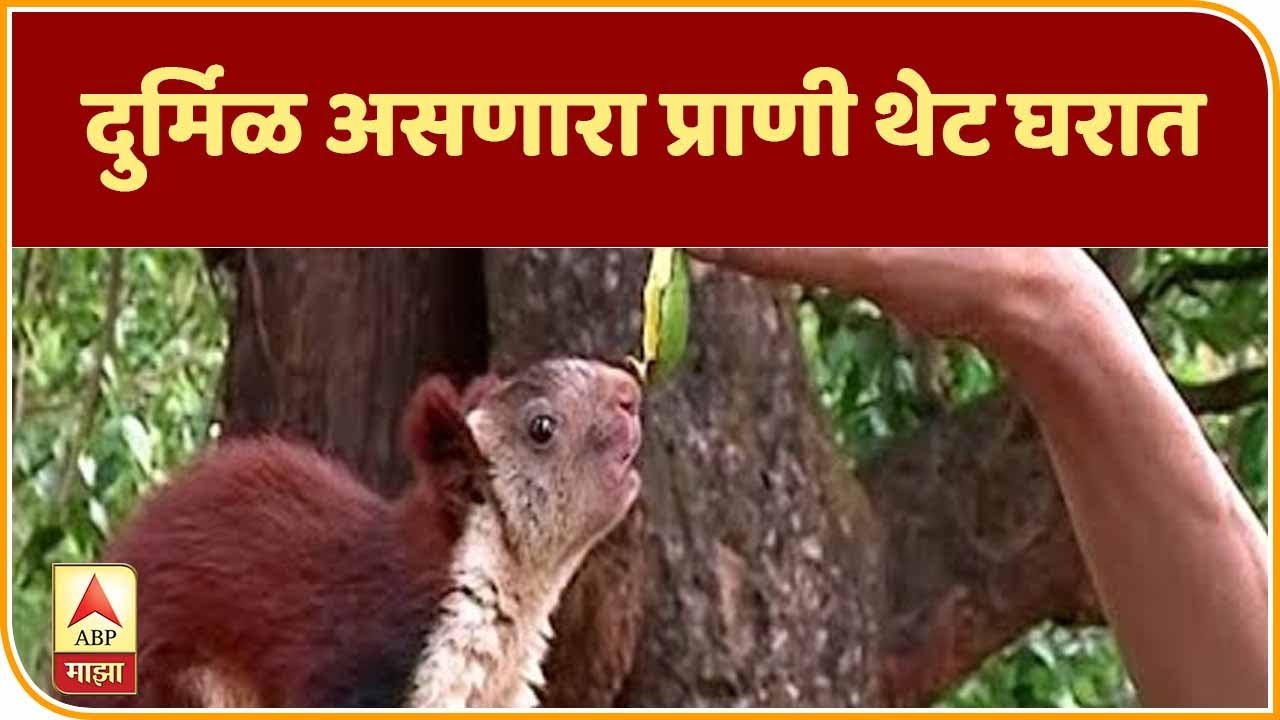 Download Indian Giant Squirrel | हाक मारल्यावर खांद्यावर येणारा शेकरू, दुर्मिळ असणारा प्राणी थेट घरात!