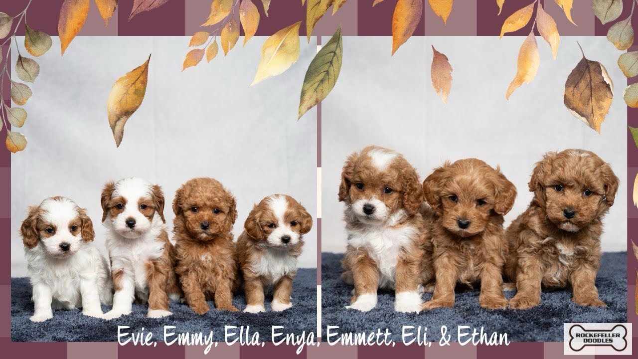 Cavapoo Puppies For Sale - YouTube