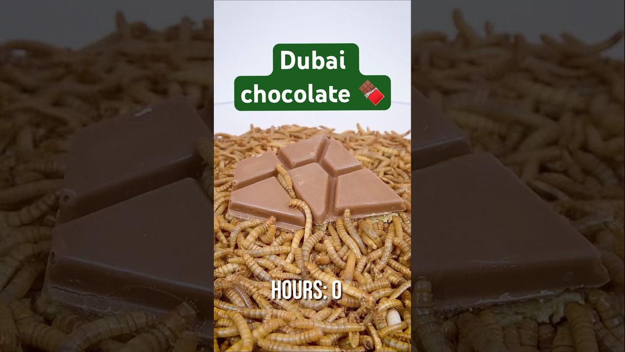 Mealworms vs. Dubai chocolate 🍫 
