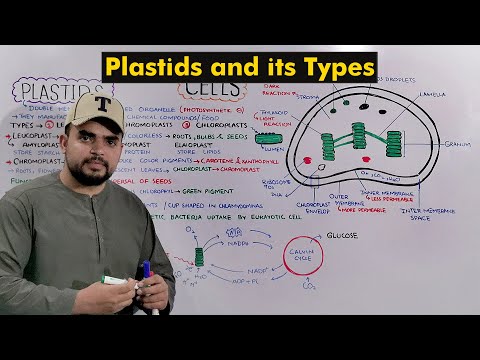 Chloroplast, Chromoplast and