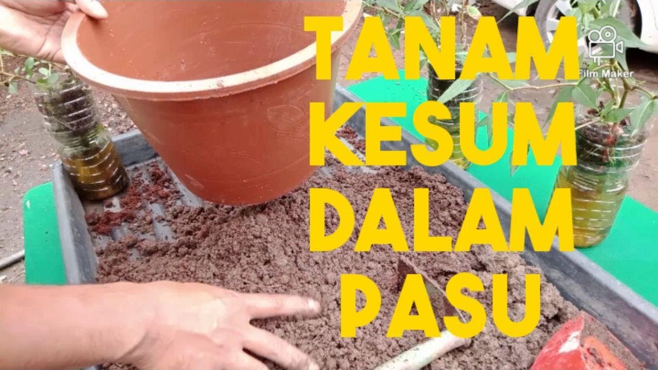 TANAM KESUM DALAM PASU | RAFIZI YUSOF - YouTube