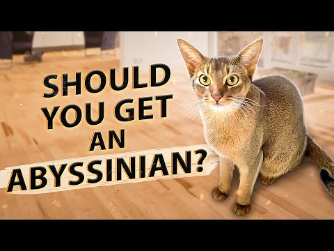 Video: Gooseberry Abyssinian