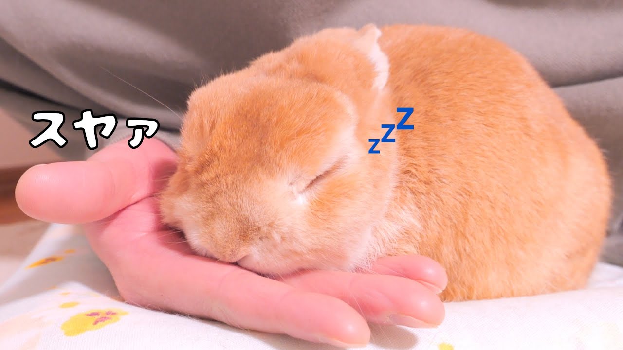 Mugi Melts Like Liquid on My Palm 【No.1838】 - YouTube