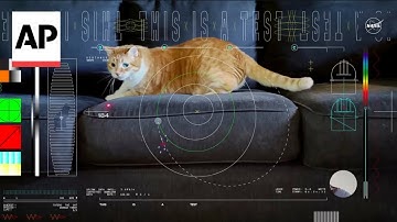 Taters the cat stars in NASA