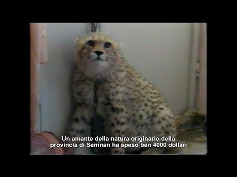 Video: Ghepardo Asiatico Sull'orlo Dell'estinzione, Solo 50 Rimasti Nel Mondo