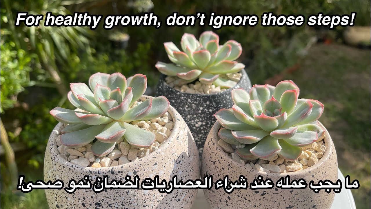 ( نصائح عصارية )فورا ما يجب القيام به عند شراء العصاريات +الأصص الأمثل لحجم عصارياتك