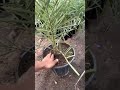 طريقة الاستخراج النخيل النسيجي من السندانه ونقله التربة وعملية السقي والتسميد
