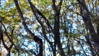 20151204 3  小鳥達に囲まれて　於　生態園の林の中で
