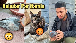 Kabutar par Billi ka Hamla 😳 Rescue Pigeon by AL Aamir Khan 1,147 views 2 months ago 3 minutes, 59 seconds