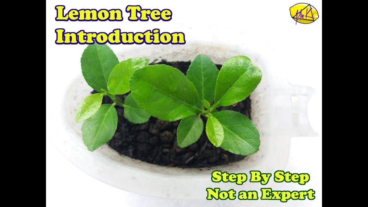 IT teacher - step by step planting lemon from seed / Menanam Lemon dari