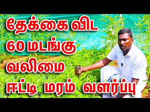 மரங்களின் ராஜா தோதகத்தி, ரோஸ் வுட், ஈட்டி || Rose Wood || King of Trees ||Mylee Nursery|மயிலி நர்சரி