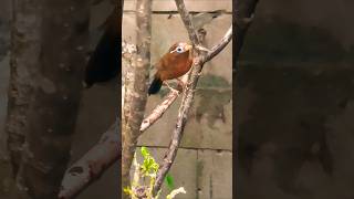 Huamei #pets #birds #birdsong #birdsinging #birdsounds #nature