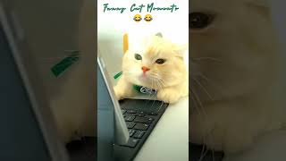Funny Cat Moments YouTube Stats: Subscriber Count, Views & Upload ...