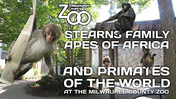 Primates of the World & Apes of Africa at the Milwaukee County Zoo | Exhibit Tours Ep. 41