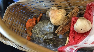 BioBlitz at the Seacoast Science Center