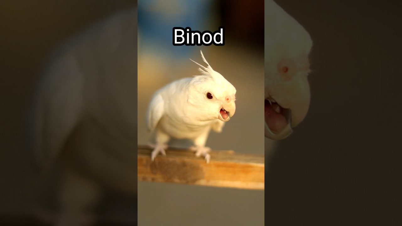 Binod face reveal 😂 | 
