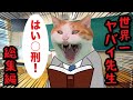 こんな学校はイヤだ！猫のヤバすぎる学校がこちら【総集編】#猫 #猫ミーム #コント #猫アニメ