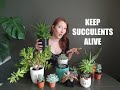 SUCCULENTS FOR BEGINNERS / TIPS FOR GROWING SUCCULENTS INDOORS / SUCCULENT PLANT CARE TRICKS