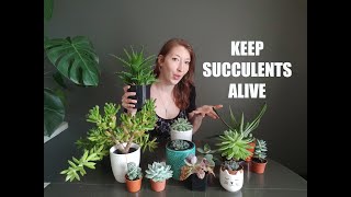 SUCCULENTS FOR BEGINNERS / TIPS FOR GROWING SUCCULENTS INDOORS / SUCCULENT PLANT CARE TRICKS