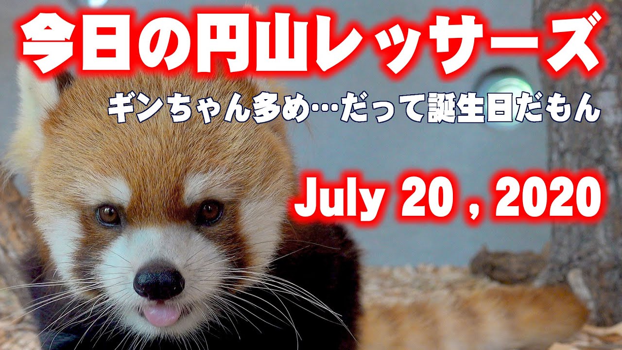 レッサーパンダ】今日の円山レッサーズ July 20 ,2020 Red Pandas at