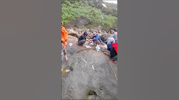 Gặp cá vào bờ nhiều không tưởng tượng luôn #cauca #fishing #shorts