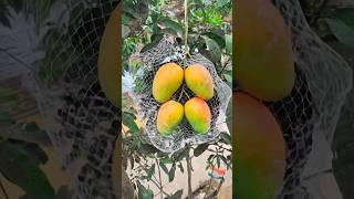 What Will Happen If The Mangoes Are Put Inside An Iron Cage? #shorts #shortsvideo