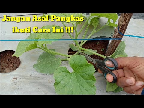 Video: Di daun di pangkuan: apakah tunas axillary