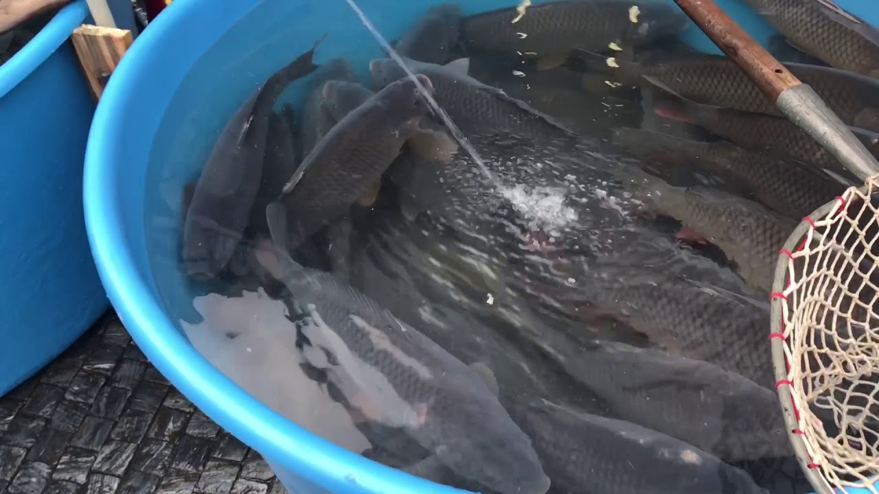 Christmas carp (vánoční kapr) Prague, Czech Republic