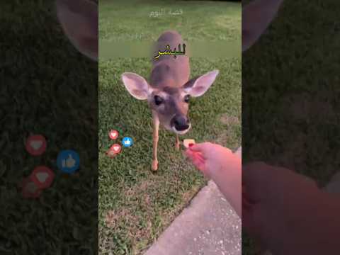 الغزال عادة لا يقترب من البشر فهو لا يأمن للبشر بطبيعته