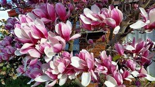 Cuộc sống ở Úc : Cây hoa Mộc Lan hôm nay nở rộ lắm rồi / Magnolia flowers in full bloom