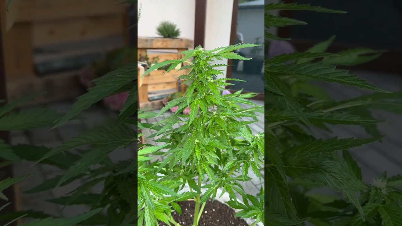 Northern Lights. 3. Woche in der Blüte 