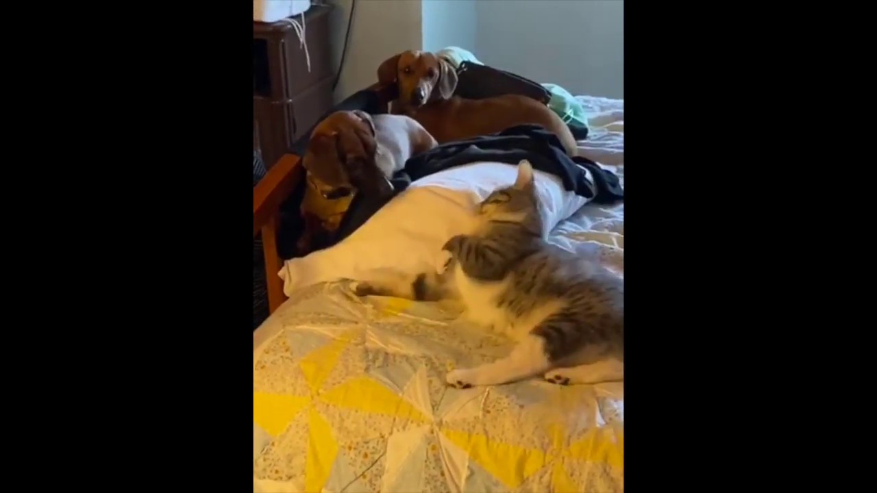 Dogs are scared of cat YouTube