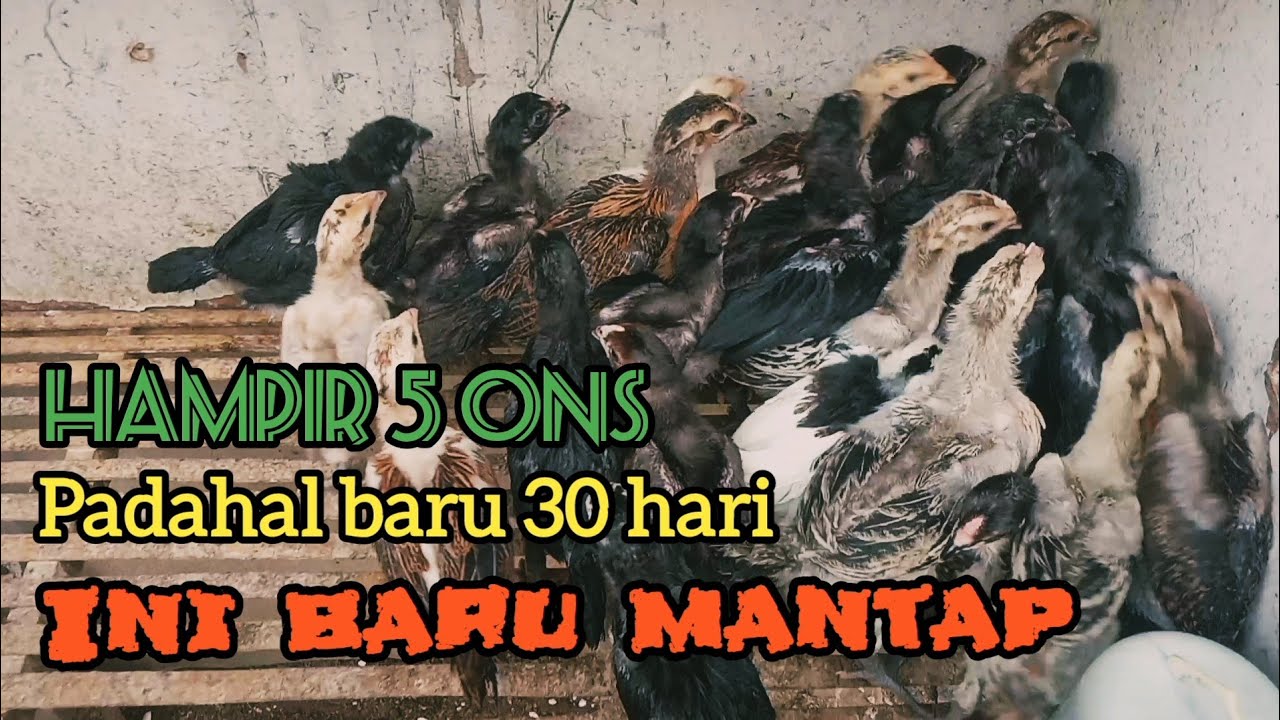 Pertumbuhan Anak ayam pelung dan Persilangannya usia 30 hari Samapi panen